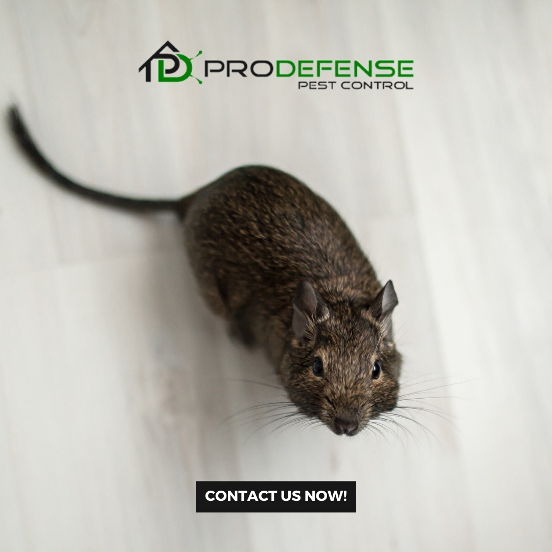 Pest Control in San Antonio
